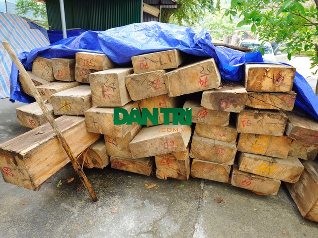 36 cây sa mu dầu bị chặt, trưởng trạm quản lý rừng bị cách chức - 1 Số gỗ ma mu dầu bị chặt hạ được thu giữ và tập kết tại Ban quản lý rừng phòng hộ huyện Kỳ Sơn.