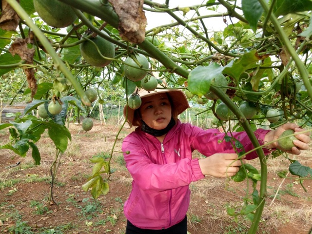 Nông sản đồng loạt rớt giá, nông dân bỏ mặc không thu hoạch - 1
Chanh dây rớt giá 10 lần khiến nông dân lao đao vì nỗ nặng