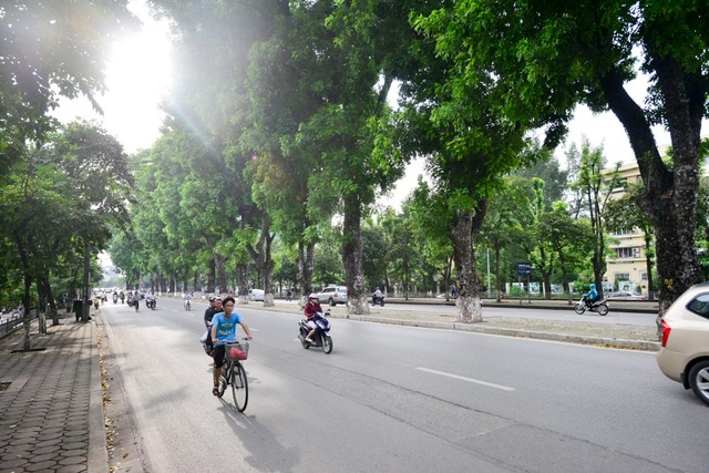 Hàng cây xà cừ cuối cùng trên đường Kim Mã trước ngày đánh chuyển - 3
Việc chặt hạ, đánh chuyển cây trên đường Kim Mã lần này để phục vụ thi công tuyến đường sắt đô thị Nhồn - ga Hà Nội.