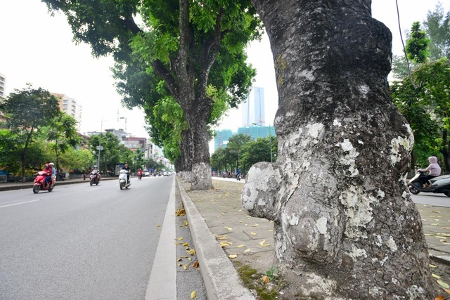 Hàng cây xà cừ cuối cùng trên đường Kim Mã trước ngày đánh chuyển - 7
Trong đợt đánh chuyển cây xà cừ lần này, có 6 cây đường kính 60-90 cm.