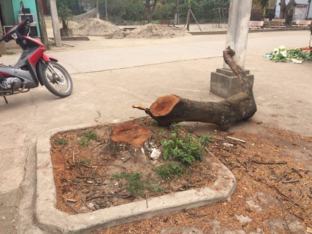 Hàng loạt cây xanh bị chặt hạ trong chiến dịch "đòi" vỉa hè của Hà Nội - 2 Hàng loạt cây xanh bị chặt hạ trong chiến dịch "đòi" vỉa hè của Hà Nội - 2