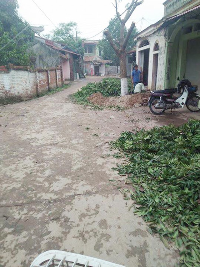 Hàng loạt cây xanh bị chặt hạ trong chiến dịch "đòi" vỉa hè của Hà Nội - 7 Một số cây xanh bị cắt bớt cành tại xã Cẩm Yên.