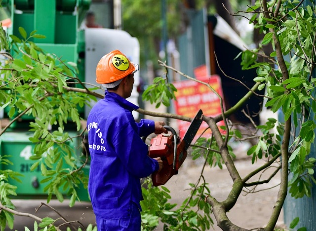 Hà Nội bắt đầu chặt hạ gần 1.300 cây xanh trên đường Phạm Văn Đồng - 7
Đại diện đơn vị chịu trách nhiệm xử lý cây cho biết, cây xanh trên đường Phạm Văn Đồng rất dày, bên dưới vướng nhiều công trình ngầm nên khó giữ được bộ rễ. Đơn vị sẽ vừa xử lý vừa đánh giá xem cây nào có thể đánh chuyển, cây nào buộc phải chặt hạ.
