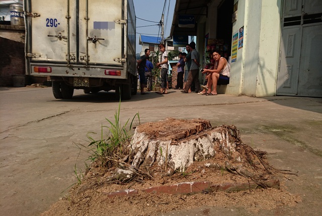 Vụ hàng loạt cây xanh bị chặt: Người dân không được hỏi ý kiến? - 5 Hàng loạt cây xanh bị chặt hạ đang gây bức xúc trong nhân dân địa phương xã Cẩm Yên.