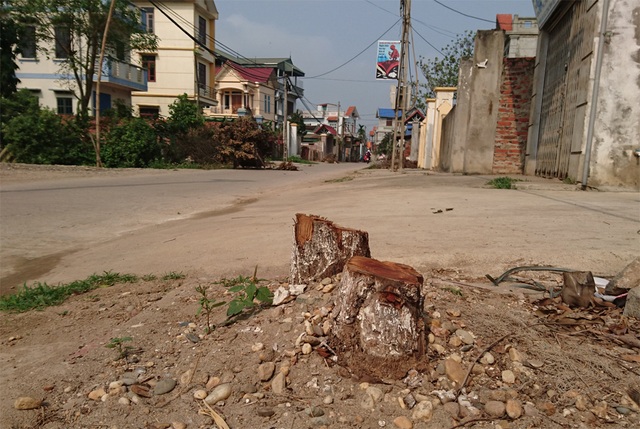 Vụ hàng loạt cây xanh bị chặt: Người dân không được hỏi ý kiến? - 6 Vụ hàng loạt cây xanh bị chặt: Người dân không được hỏi ý kiến? - 6