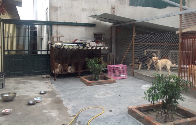 Nhà giàu Hà Nội chi tiền triệu cho thú cưng ở "khách sạn" dịp tết Nhà giàu Hà Nội chi tiền triệu cho thú cưng ở "khách sạn" dịp tết