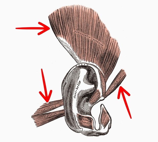 Những bộ phận nào trên cơ thể con người sẽ vĩnh viễn biến mất trong tương lai ? - 2 Những bộ phận nào trên cơ thể con người sẽ vĩnh viễn biến mất trong tương lai ? - 2
