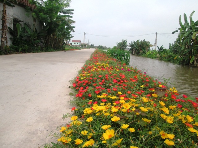 Đẹp ngỡ ngàng những con đường làng rực rỡ hoa mười giờ - 18
Ở huyện Hải Hậu, phong trào trồng hoa mười giờ ở các tuyến đường bê tông không chỉ riêng mình xã Hải Lộc mà còn rất nhiều các xã khác
