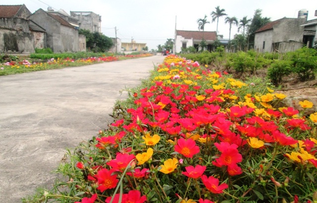 Đẹp ngỡ ngàng những con đường làng rực rỡ hoa mười giờ - 11 Đẹp ngỡ ngàng những con đường làng rực rỡ hoa mười giờ - 11