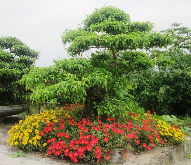 Đẹp ngỡ ngàng những con đường làng rực rỡ hoa mười giờ - 6 Nhiều gia đình còn trồng hoa mười giờ chung với cây cảnh ngay lối vào