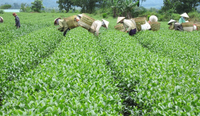 Tôn vinh trà Bảo Lộc tại Festival hoa Đà Lạt - 1 Công nhân đang hái trà tại Bảo Lộc