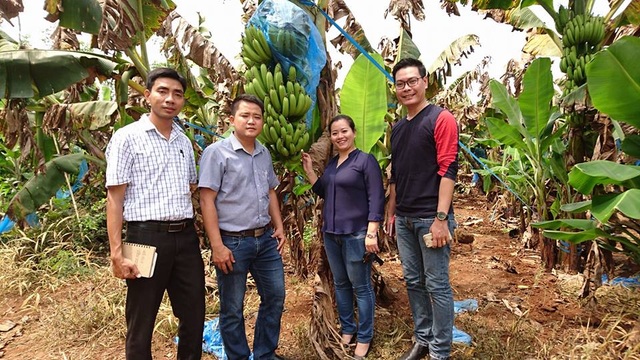 Chiến dịch cứu… chuối - 1 Đoàn Hội liên hiệp Thanh niên Việt Nam tỉnh Đồng Nai cùng các doanh nghiệp đi khảo sát vườn chuối (ảnh: NTK)