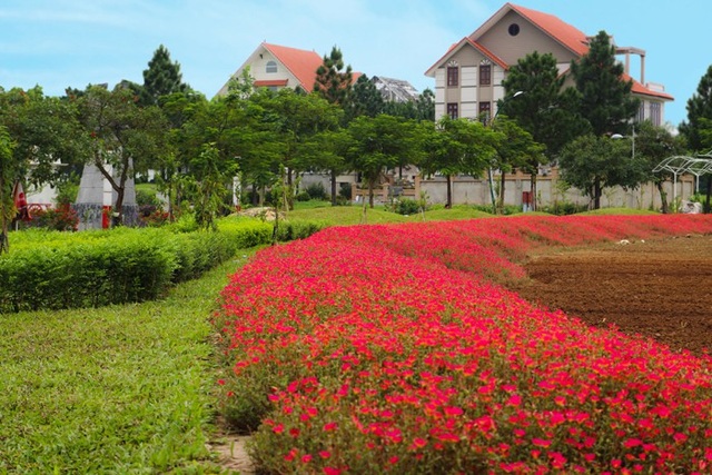 Có một Đà Lạt giữa lòng Hà Nội - 3 Những căn biệt thự tân cổ điển ẩn sau hàng thông xanh và vườn hoa thắm sắc chính là hình ảnh của The Phoenix Garden – Đà Lạt trong lòng Hà Nội