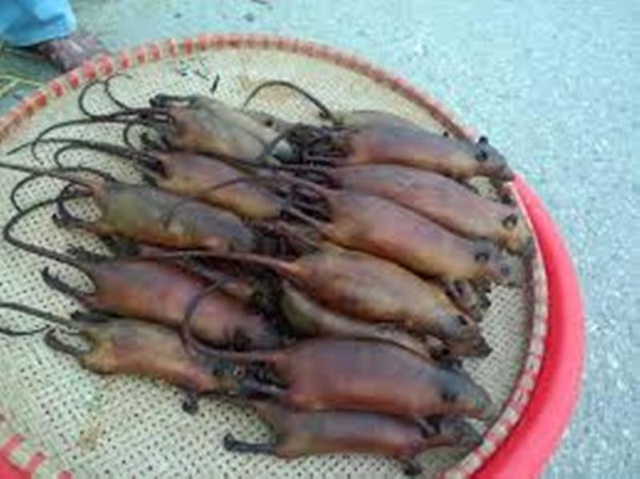 Những món ăn Việt ngon miệng nhưng tiềm ẩn nguy hiểm - 4 Thịt chuột tiềm ẩn nhiều nguy cơ gây bệnh.