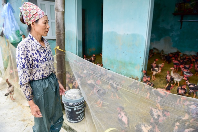 Gà vẫn ở trong nhà dân ngoại thành Hà Nội sau một tuần ngập lũ - 6
Nhớ lại thời điểm nước lũ tràn về, bà Lạn vẫn còn cảm giác sợ hãi. ”Mưa lớn, nước lũ về nhanh, tôi không kịp chuyển gà và ba ba đến nơi an toàn. Thiệt hại lớn quá, cả gia đình trông vào đàn gà và ba ba, giờ gần như trắng ta”, bà Lạn chia sẻ.