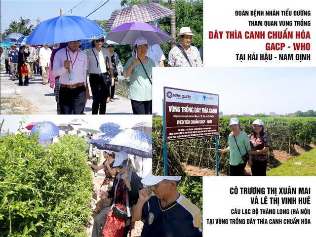 Giải mã sản phẩm dành cho người tiểu đường được tin dùng nhất - 2 Người tiểu đường tận tay kiểm chứng vùng trồng Dây thìa canh chuẩn tại Hải Hậu – Nam Định