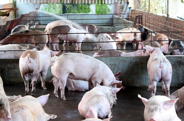 Trung Quốc chưa đồng ý nhập khẩu thịt lợn của Việt Nam.
