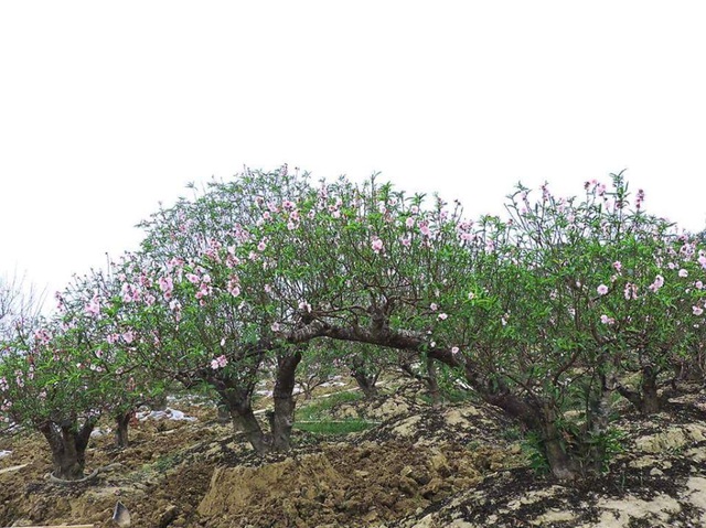 Đào thế trăm triệu bung nở, người trồng đào lo mất tết - 1 Đào thế trăm triệu bung nở, người trồng đào lo mất tết - 1