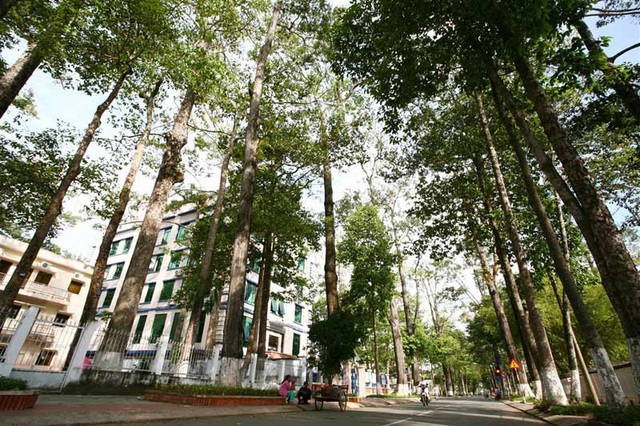 Ghé thăm những địa danh kỳ lạ nhất Việt Nam - 2 Trà Vinh đón du khách bằng con đường thẳng tắp với những hàng cây như người khổng lồ. (Ảnh: Danviet)