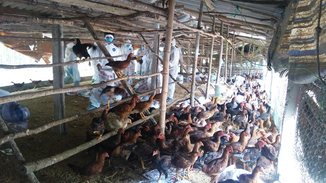 Quảng Ngãi chưa công bố dịch cúm gia cầm vì... "không phức tạp" - 1 Mặc dù đã ghi nhận 7 ổ cúm A - H5N6 với 24.000 con gia cầm nhiễm bệnh, tỉnh QuảngNgaix vẫn chưa công bố dịch.