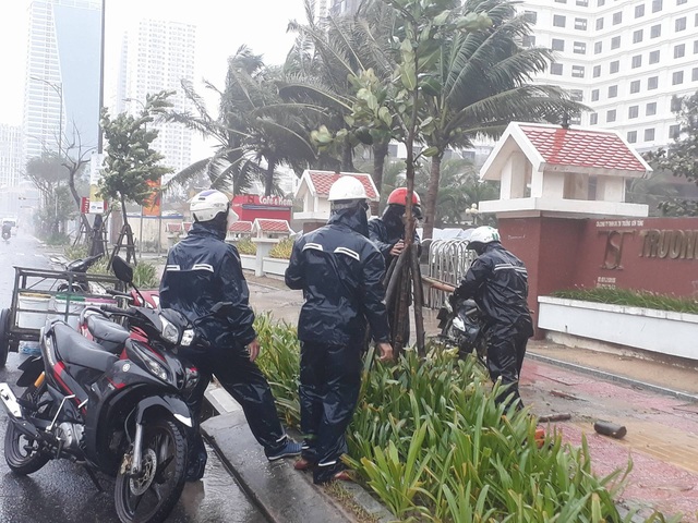 Người dân Đà Nẵng dọn vệ sinh, khắc phục hậu quả mưa bão, đón APEC - 4 Chèn chống lại cây xanh bị ngã đổ