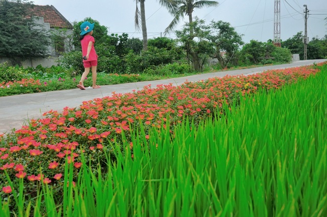 Thêm những hình ảnh tuyệt đẹp về con đường hoa mười giờ gây “sốt” - 7 Vẻ yên bình của những con đường phủ sắc hoa mười giờ
