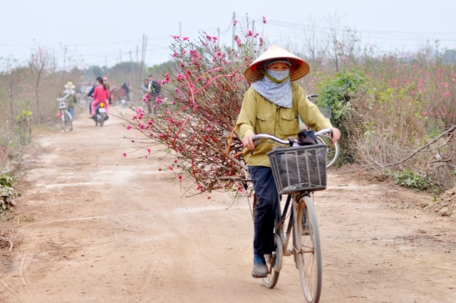 Đào nở sớm, người Nhật Tân lo "mất Tết" - 6
Thời điểm hiện tại, để khắc phục việc hoa đào bung nở sớm nhiều chủ vườn chỉ còn cách cắt đào sớm mang ra chợ bán hoặc đổ mối cho các lái buôn. Tuy nhiên, sức tiêu thụ trên thị trường chậm, hoa đào tại nhiều nhà vườn cùng nở rộ khiến cho việc tìm đầu ra khá khó khăn.
