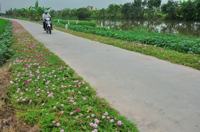 Thêm những hình ảnh tuyệt đẹp về con đường hoa mười giờ gây “sốt” - 16 Chặng đường của người dân về nhà cũng trở nên ngắn hơn khi được nhìn những cánh đồng hoa mười giờ khoe sắc.