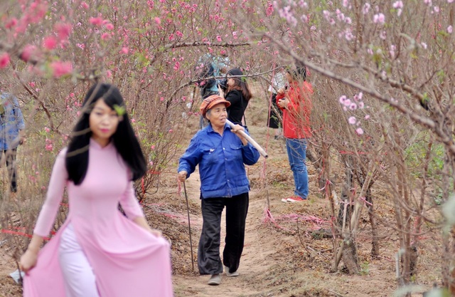 Đào nở sớm, người Nhật Tân lo "mất Tết" - 9 Nhiều bạn trẻ tranh thủ lưu lại những khoảnh khắc đẹp bên những vườn đào bung nở sớm.