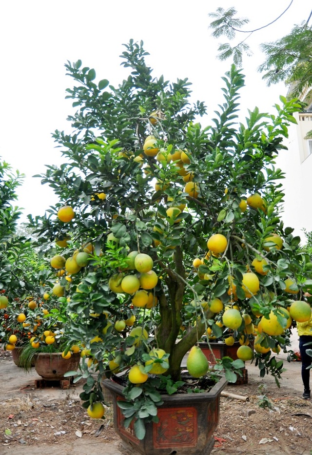 
Cây bưởi sai quả nhất trong vườn ông Lộc lên tới 200 quả, trong đó khoảng có 30% số quả bưởi trên cây ra hoa kết trái tự nhiên, còn lại do kỹ thuật cấy ghép.
