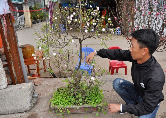 Thú mua đào rừng chơi sau Tết ở Hà Nội - 11
Anh Phan Thanh Hà (chủ cửa hàng bán hoa chợ Quảng An) cho biết, vài năm gần đây thú chơi đào muộn ở Hà Nội được nhiều người ưa chuộng vì thế thị trường bán đào, lê rừng sau Tết vẫn khá sôi động. Từ mùng 4 Tết cửa hàng anh Hà đã nhập đào và lê rừng về bán phục vụ nhu cầu người dân.