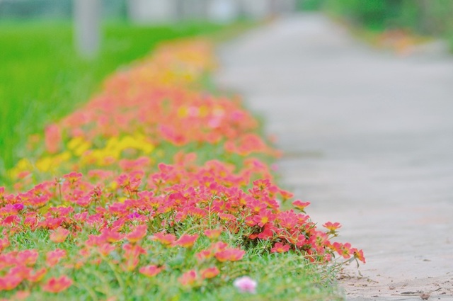 Thêm những hình ảnh tuyệt đẹp về con đường hoa mười giờ gây “sốt” - 10 Những luống hoa khoe sắc rực rỡ bên đường