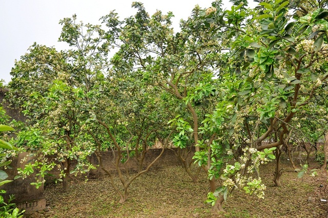 Hà Nội mùa hoa bưởi sớm - 9
Ở Hà Nội, bưởi được trồng chuyên canh thành từng vùng như: Canh Diễn (Từ Liêm), Xuân Mai (Chương Mỹ)... Tuy nhiên, những vùng này không cắt hoa bán mà thường để đậu trái rồi bán quả.