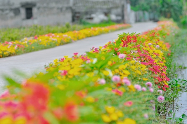 Thêm những hình ảnh tuyệt đẹp về con đường hoa mười giờ gây “sốt” - 9 Những ngày qua, hình ảnh về con đường hoa mười giờ ở Nam Định được đăng tải trên mạng xã hội khiến con đường này trở nên hot hơn bao giờ hết. Nhiều bạn trẻ và khách du lịch ở các tỉnh lân cận đều tìm đến để chụp ảnh, chiêm ngưỡng.