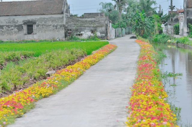 Thêm những hình ảnh tuyệt đẹp về con đường hoa mười giờ gây “sốt” - 13 Những con đường dẫn về các thôn xóm, ngõ nhỏ phủ kín sắc hoa mười giờ
