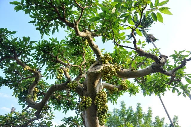 Vườn cảnh tiền tỷ của lão nông chơi cây nổi tiếng Hà thành - 6
Cây ra quả quanh năm, mọc sum suê thành từng chùm từ gốc đến ngọn. Theo ông Ngọ cây được định giá vào khoảng 300 triệu đồng.