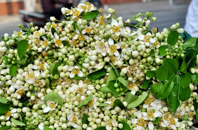 Hà Nội mùa hoa bưởi sớm - 8 Những gánh hàng rong chở hoa bưởi trắng muốt tỏa hương thơm dịu làm nên nét chấm phá rất riêng cho Hà Nội