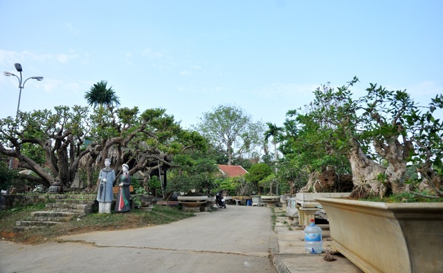 Vườn cảnh tiền tỷ của lão nông chơi cây nổi tiếng Hà thành - 2
Khu vườn cây của ông Ngọ có đủ loại như sanh, sen đất, ngâu, tùng cho đến khế, ổi... Mỗi cây lại có một dáng, thế khác nhau. Đa phần các cây đều có tuổi đời lâu năm, được ông Ngọ lùng mua ở khắp mọi miền đất nước sau đó tự mình uốn thế, chỉnh sửa.