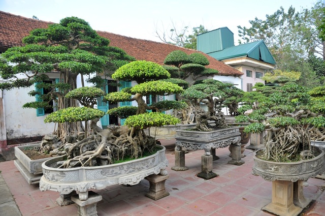 Vườn cảnh tiền tỷ của lão nông chơi cây nổi tiếng Hà thành - 14
Ngoài ra, trong vườn nhà ông Ngọ còn có hàng chục các cây cảnh có tuổi đời lâu năm được đặt xen kẽ, có giá lên tới hàng tỷ đồng.