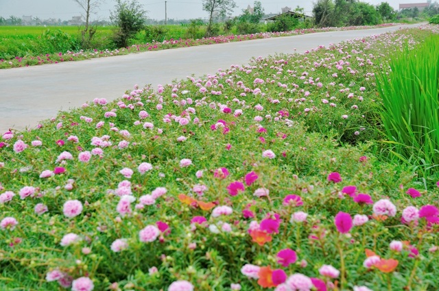 Thêm những hình ảnh tuyệt đẹp về con đường hoa mười giờ gây “sốt” - 11 Thêm những hình ảnh tuyệt đẹp về con đường hoa mười giờ gây “sốt” - 11