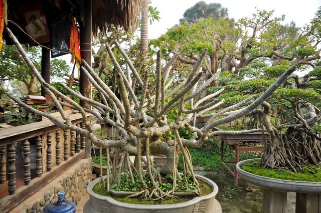 Vườn cảnh tiền tỷ của lão nông chơi cây nổi tiếng Hà thành - 7
Một cây đại bonsai được đánh giá thuộc vào hàng hiếm có khó tìm. Cây có dáng long (rồng), từ gốc có hàng chục các tay cành đâm chồi, vươn lên.