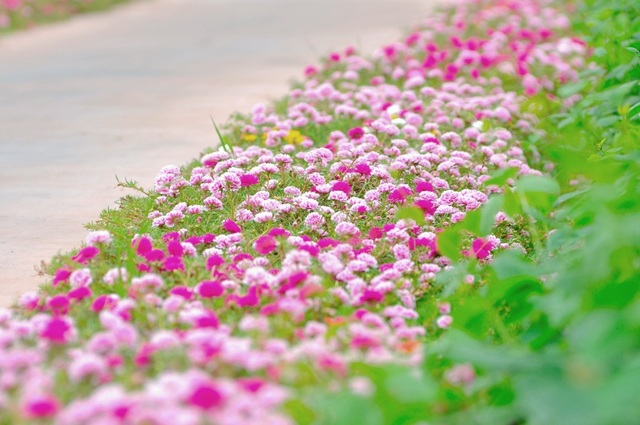 Thoạt nhìn con đường hoa mười giờ là một mạch sắc màu vô cùng tuyệt đẹp, những bông hoa đua nhau khoe sắc, tạo nên một khung cảnh tuyệt vời cho mọi người. Cùng xem hình ảnh và tận hưởng cảm giác thật tuyệt vời nhé!