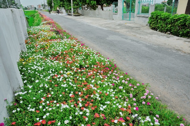 Thêm những hình ảnh tuyệt đẹp về con đường hoa mười giờ gây “sốt” - 6 Loại hoa này nở đẹp nhất vào mùa hè và thường bung nở rực rỡ từ khoảng 9 - 12h mỗi ngày.