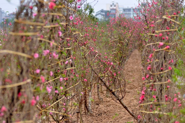 Đào nở sớm, người Nhật Tân lo "mất Tết" - 7 Trong khi đó, một số chủ vườn đào khác lại lạc quan cho biết, từ giờ đến Tết nếu thời tiết trở lạnh thì còn có thể “hãm” được đào. Thị trường đào Tết biến đổi liên tục, nhiều năm đào rẻ nhưng sát Tết giá lại tăng cao.