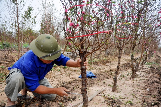 Đào nở sớm, người Nhật Tân lo "mất Tết" - 4
Ông Đỗ Văn Hiên (chủ vườn đào Nhật Tân) cho biết so với thời điểm năm ngoái, giá đào năm nay giảm khoảng 40%. Các loại đào cành bán tại vườn có giá giao động từ 30 – 50.000 đồng/cành, trong khi đó những cành đào đẹp cũng chỉ từ 100 – 200.000 đồng/cành. Dù giá rẻ nhưng từ vài tuần nay, ông Hiên đã phải cắt tỉa bớt những cành nở rộ để bán trước Tết. Thời điểm này năm ngoái, một cành đào đẹp có thể bán được từ 300 - 500.000 nghìn đồng nhưng năm nay đào nở nhiều, người chơi lại ít nên giá thấp, ông Hiên buồn bã nói.