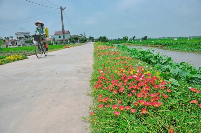 Ngoài hoa mười giờ, các loại hoa sam hay còn gọi là hoa mười giờ Thái Lan với đủ màu sắc cũng tạo nên diện mạo đẹp mắt cho con đường.