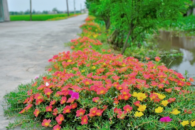 Thêm những hình ảnh tuyệt đẹp về con đường hoa mười giờ gây “sốt” - 8 Đường hoa mười giờ ở xã Hải Lộc. Là một trong những xã đạt tiêu chuẩn nông thôn mới của huyện Hải Hậu, xã Hải Lộc hiện có 100% hệ thống đường ngõ bê tông sạch sẽ.