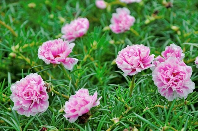 Thêm những hình ảnh tuyệt đẹp về con đường hoa mười giờ gây “sốt” - 4 Hoa mười giờ được trồng khá phổ biến ở Việt Nam, tuy nhiên đây là lần đầu ý tưởng về việc trồng hoa phủ kín các con đường liên xã được thực hiện. Nhiều người ví đây là đường hoa mười giờ đẹp nhất Việt Nam.
