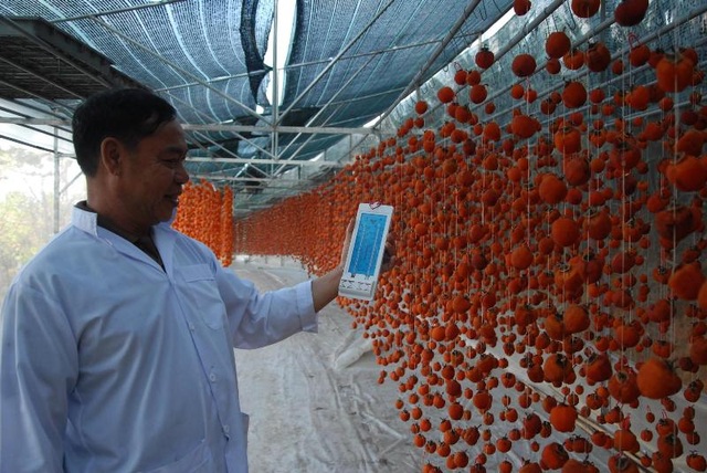 Hồng sấy treo Đà Lạt nửa triệu đồng một kg hút hàng dịp Tết - 4 Trong nhà sấy hồng luôn được duy trì mức nhiệt độ từ 25 - 30 độ C và độ ẩm khoảng 50% (các cơ sở phải dùng máy đo nhiệt độ để kịp thời điều chỉnh nhiệt độ và độ ẩm cho trái hồng) sau khoảng 3 tuần trái hồng sẽ từ từ khô lại và vẫn giữ được vị ngọt tự nhiên
