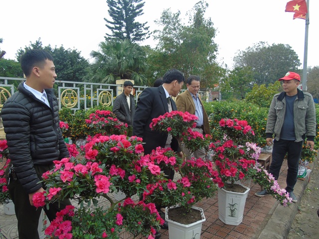 Tranh thủ tạnh mưa, người dân đổ xô đi sắm tết - 4 Một hàng hoa đỗ quyên thu hút người dân